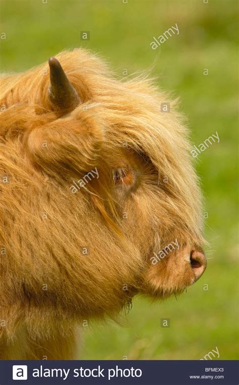 Scottish Highland Cow Bos Taurus Skye Island Highlands Region
