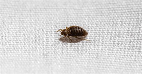 How To Get Rid Of Furniture With Bed Bugs
