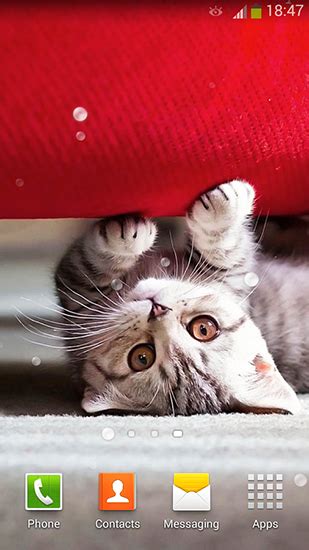 Funny white and beige cat. Cute cats live wallpaper for Android. Cute cats free ...