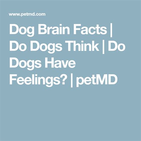 Dog Brain Facts Do Dogs Think Do Dogs Have Feelings Petmd