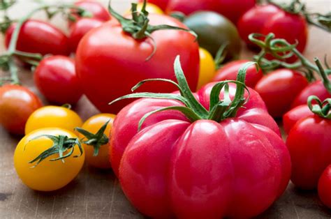Heirloom Tomatoes Bizarre Evolution The Secret History Of The