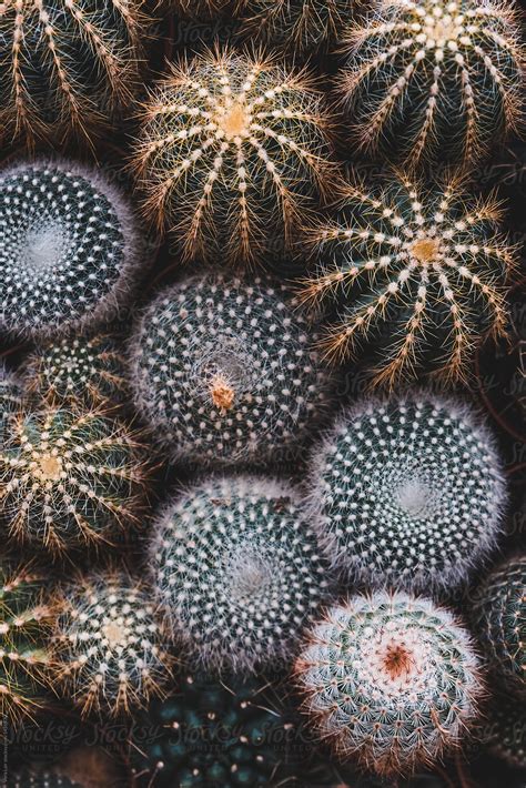 Cactus And Succulent By Stocksy Contributor Vera Lair Stocksy