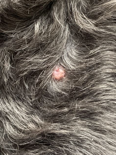 I Noticed This Pink Bump On My Dogs Side Above Her Leg Could This Be A