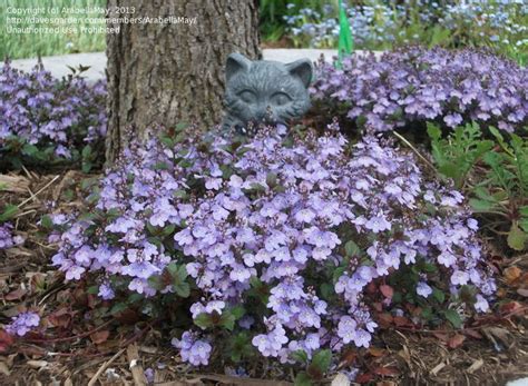 Flowering ground covers for sun filled yards are the prefect solution when growing grass is a challenge. Best 25+ Full sun ground cover ideas on Pinterest | Ground ...