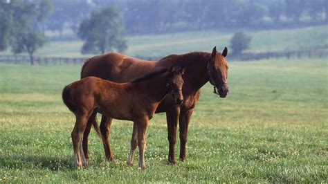 Kentucky Horse Park Ky Usa Locations De Vacances Abritel