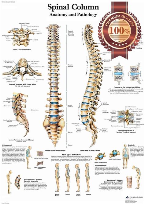 Human skeleton parts functions diagram facts britannica. $11.95 AUD - Anatomical Spinal Column Diagram Chart Spine Anatomy Print - Premium Poster #ebay # ...