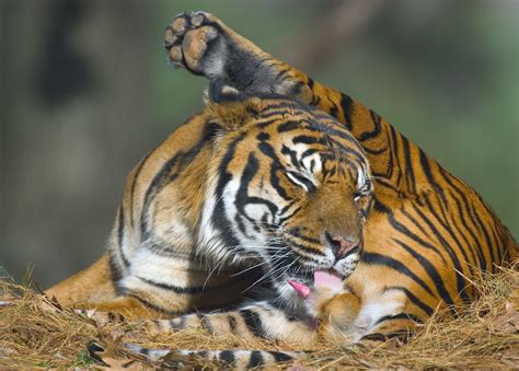 Sumatran Tiger Licking His Genitals Sumatran Tiger Panthe Daftsex Hd