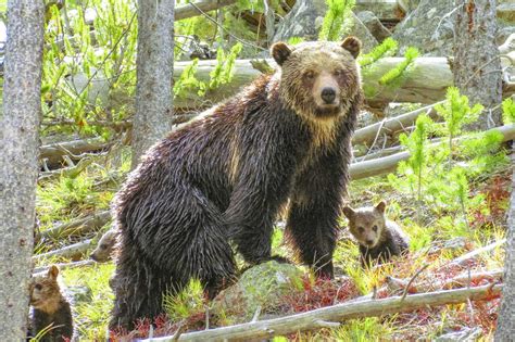 Amazing Wildlife Photos In Yellowstone National Park Readers Digest