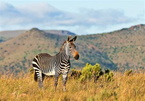 Their stripes come in different patterns, unique to each individual. Hartmann's Mountain Zebra - Mammals - South Africa