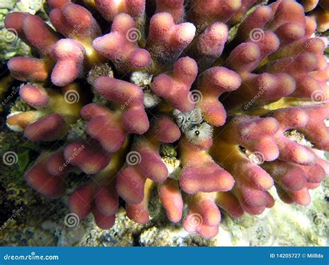 Pink Coral Reef Stock Image Image Of Diving Macro Nature 14205727