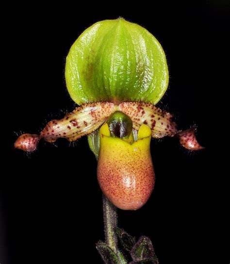 Paphiopedilum primulinum forma purpurascens; Santa Barbara… | Flickr