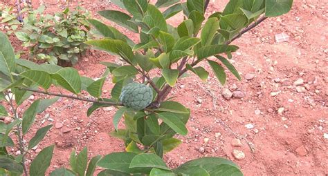 Nelatalli Cultivation Of Custard Apple People Around The World Around