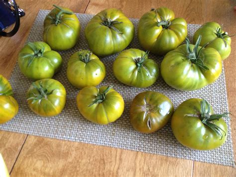 Heirloom Cherokee Green Tomatoes Green Tomatoes Tomato Vegetables