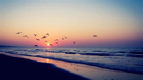 Ocean Waves Beach Sand Birds Flying In Light Pink Blue Sky