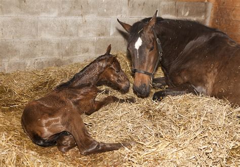 Potential Post Foaling Problems Avenel Equine Hospital
