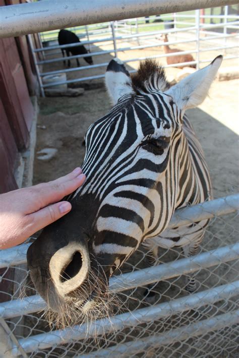 This are some picture of the animal in the petting zoo at lost world but i dunno wat animal is this??(haha). Montebello Barnyard Zoo: Ever petted a Zebra? - Best ...