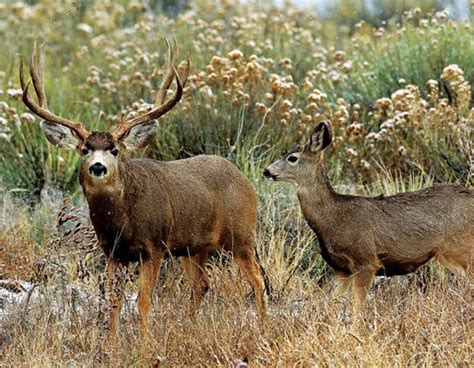 Wildlife Calendars Personalized North American Wildlife Calendar