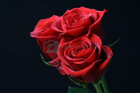 Romance Red Roses By Yellowj Vectors And Illustrations With Unlimited