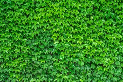 Ivy Vine The Leaves · Free Photo On Pixabay