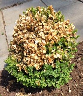 Boxwood leaves can turn brown from the boxwood leafminer. English Boxwoods yellowing | LawnSite™ is the largest and ...
