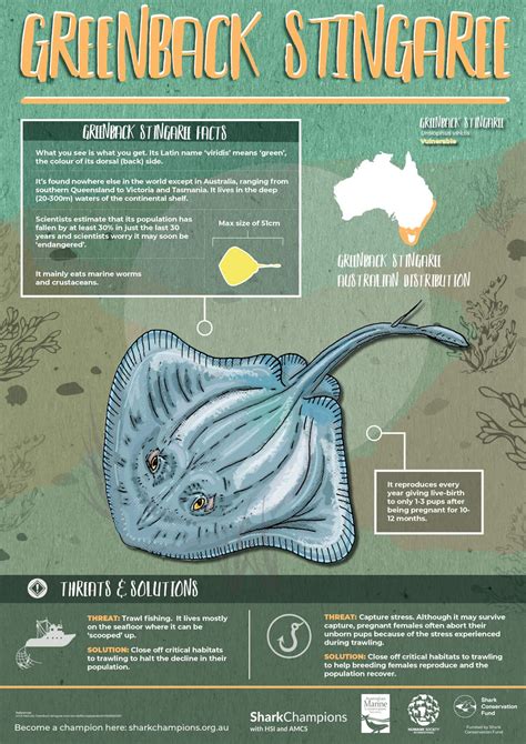 Shark Posters Australian Marine Conservation Society Marine