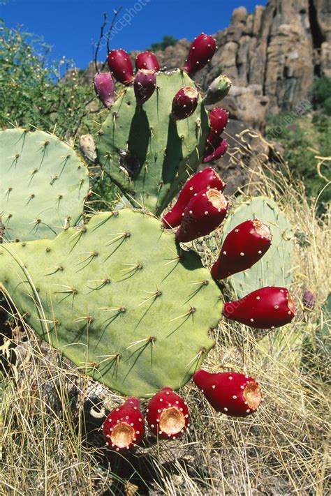 Prickly Pear Cactus Stock Image B6200236 Science Photo Library