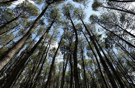 Tiket masuk talaga herang majalengka 2021 : Tempat Wisata Pohon Pinus Kuningan Jawa Barat - Tempat ...