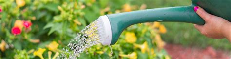 Watering Your Garden During Level 1 Sydney Water Restrictions And