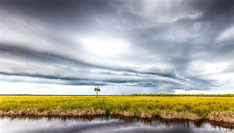 Everglades 10 Dennis Goodman Photography And Printing