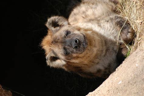 Sleepy Hyena Stock Photo Image Of Resting Rests Spots 17459228
