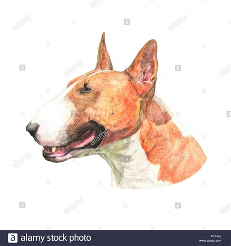 Dog Portrait Hand Drawn Sketch Realistic Dog Head Profile Isolated On