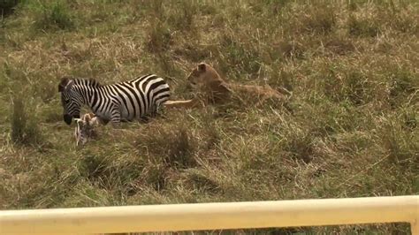 Mother Saves Baby Zebra From Lion Attack Brutal Kick