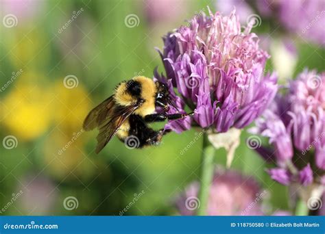 Bumblebee On Wild Purple Flower Stock Photo Image Of Bumblebee
