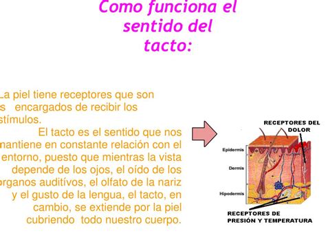 Ppt El Sentido Del Tacto Powerpoint Presentation Free Download Id