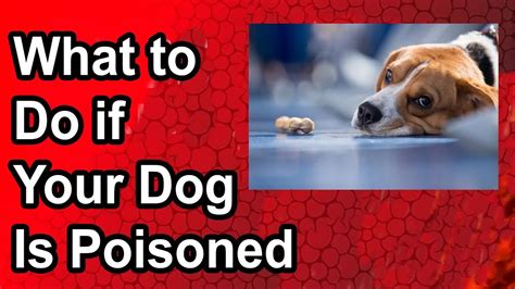 What To Do If Your Dog Is Poisoned Youtube