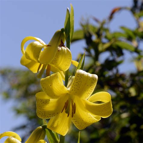 European Wild Plant Lilium Monadelphum Caucasian Lily