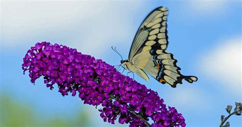 Not only do you provide butterfly bushes come in different varieties. Best 6 Perennial Bushes to Attract Butterflies | Gardener ...