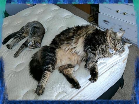 Size Comparison American Shorthair And Maine Coon