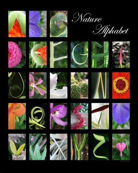Nature Alphabet Alphabet Photography Nature Letters Alphabet Photos