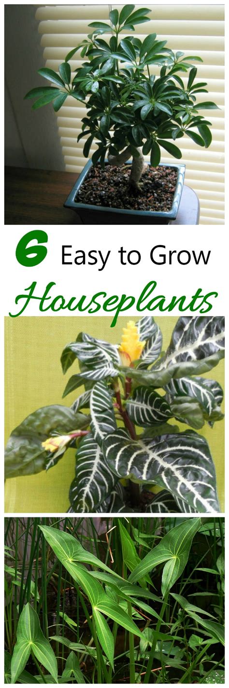 Easy Houseplants To Grow 6 Favorites The Gardening Cook