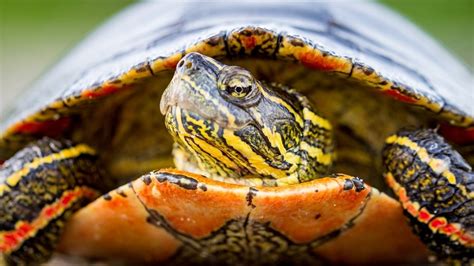 How To Take Care Of A Painted Turtle Care Sheet Guide Pet Keen