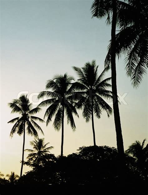 Palm Trees Sunset Golden Blue Sky Backlight In