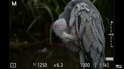 Nikon Z9 Bird Detection Test Ardea Cinerea Youtube