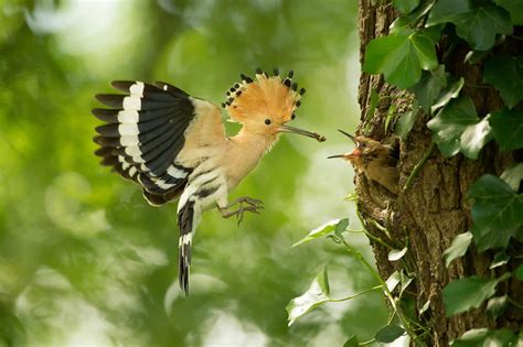 Concours Animaux Sauvages Les Résultats Et Les Coups De Coeur