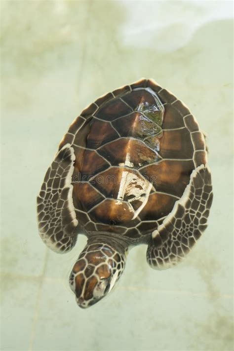 Baby Sea Turtle Stock Image Image Of Animal Small Turtle 79045417