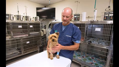 We are recognized as being compassionate. Olympia Pet Emergency moving back to Lacey - YouTube