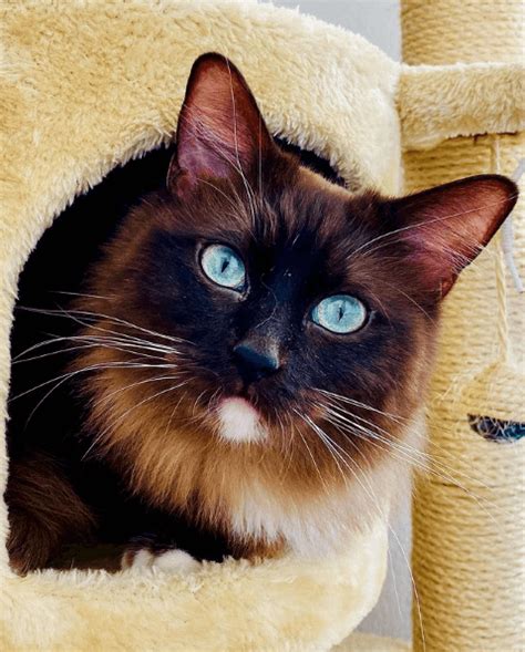 Everything You Need To Know About Mink Sepia And Solid Ragdoll Cats