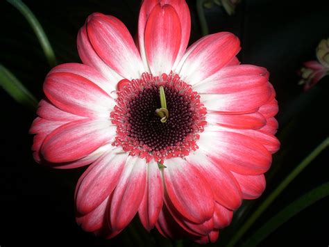 Free Images Blossom Flower Petal Bloom Red Pink Flora Close Up