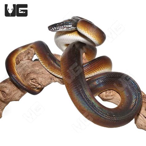 Adult Dalberts White Lipped Python Leiopython Albertisii For Sale