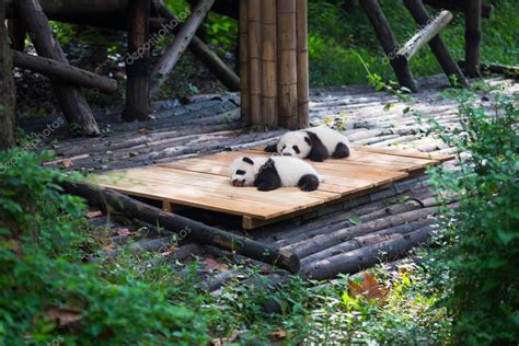 Newborn Baby Pandas Lying Down In The Forest — Stock Photo © Lp2tudio